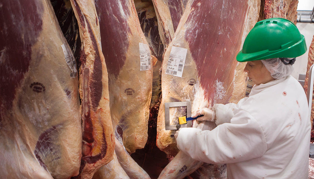 alimentos, senasa, faena-frigorifico-ganaderia