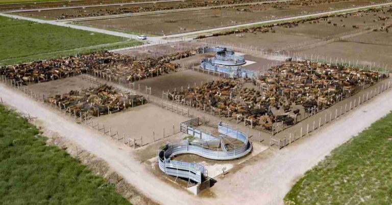 Ganadería, digital, feedlots