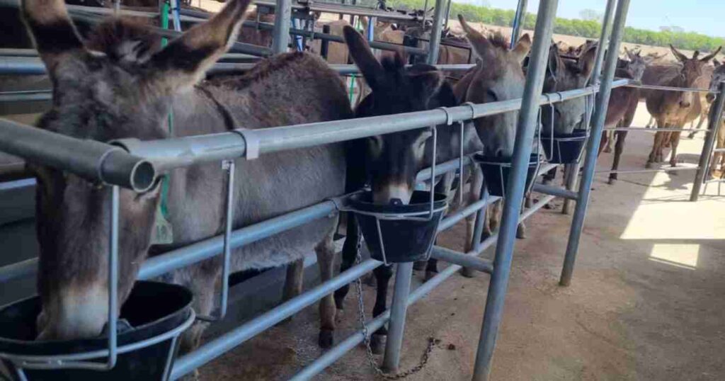 Leche de burra, Córdoba