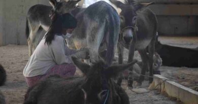 Leche de burra, Córdoba