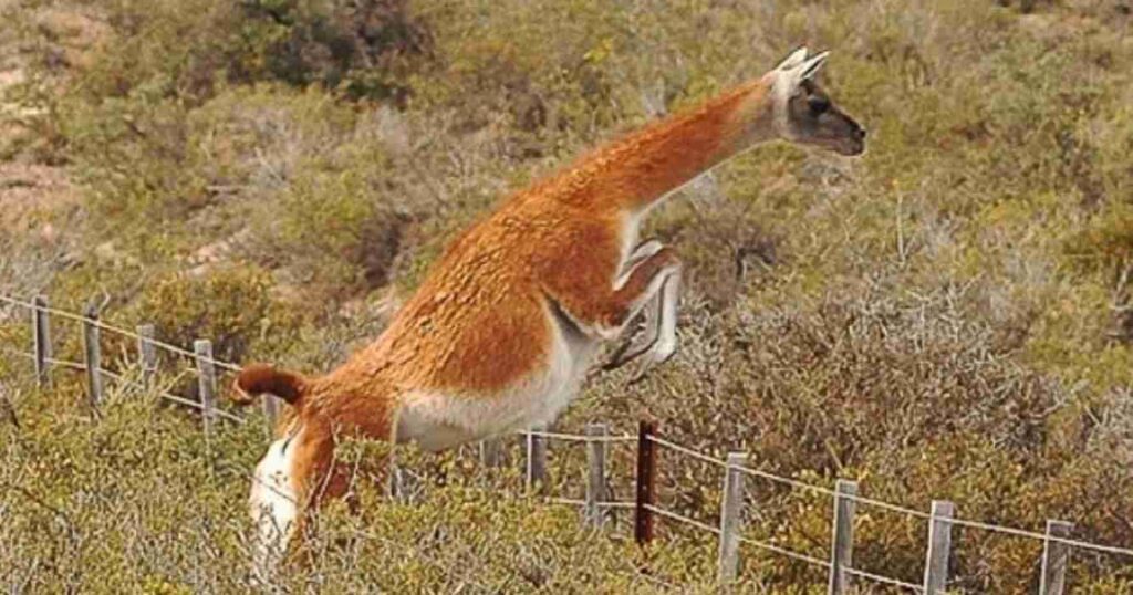 guanacos, patagonia