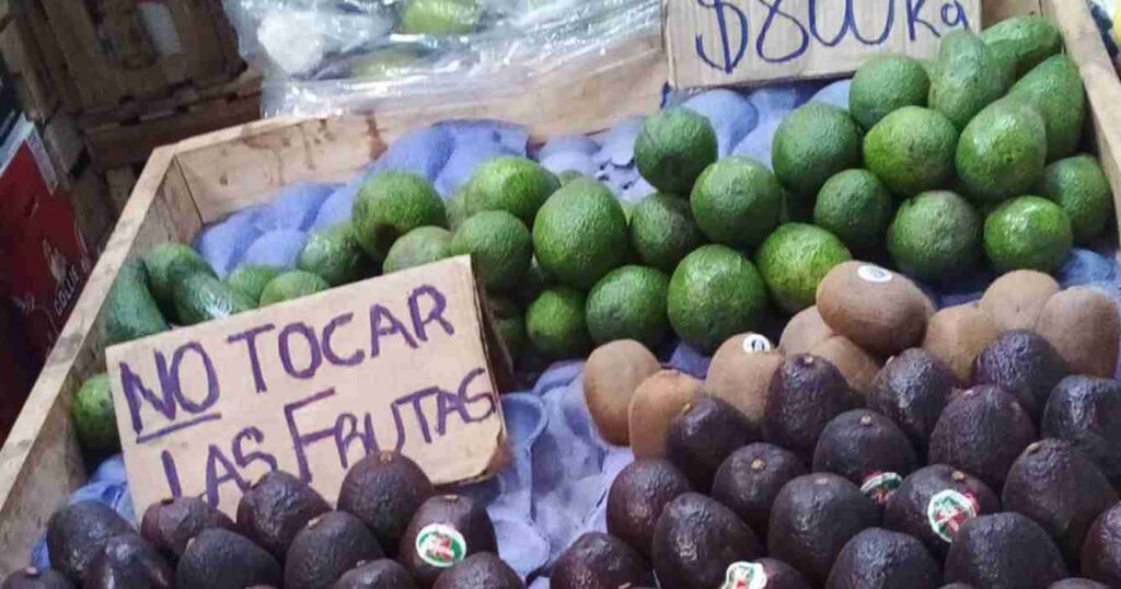 Palta, venta, senasa