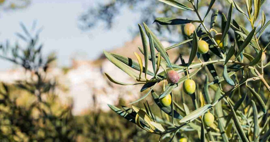 Aceite de oliva, Buenos Aires