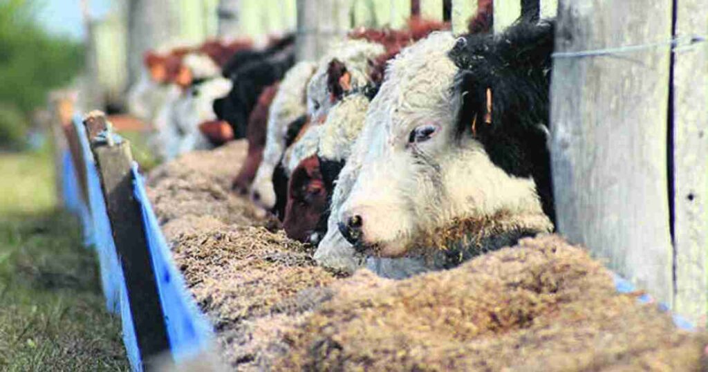 Ganadería, burlanda, feedlots