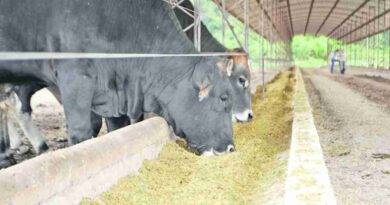 Ganadería, burlanda, feedlots