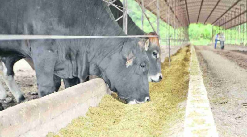 Ganadería, burlanda, feedlots