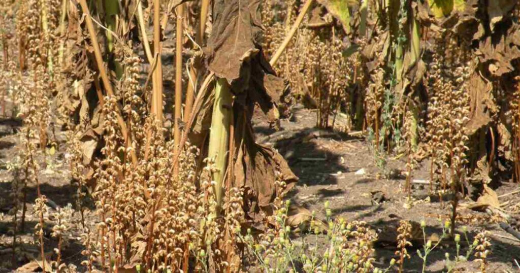 Girasol, alerta sanitaria, plaga