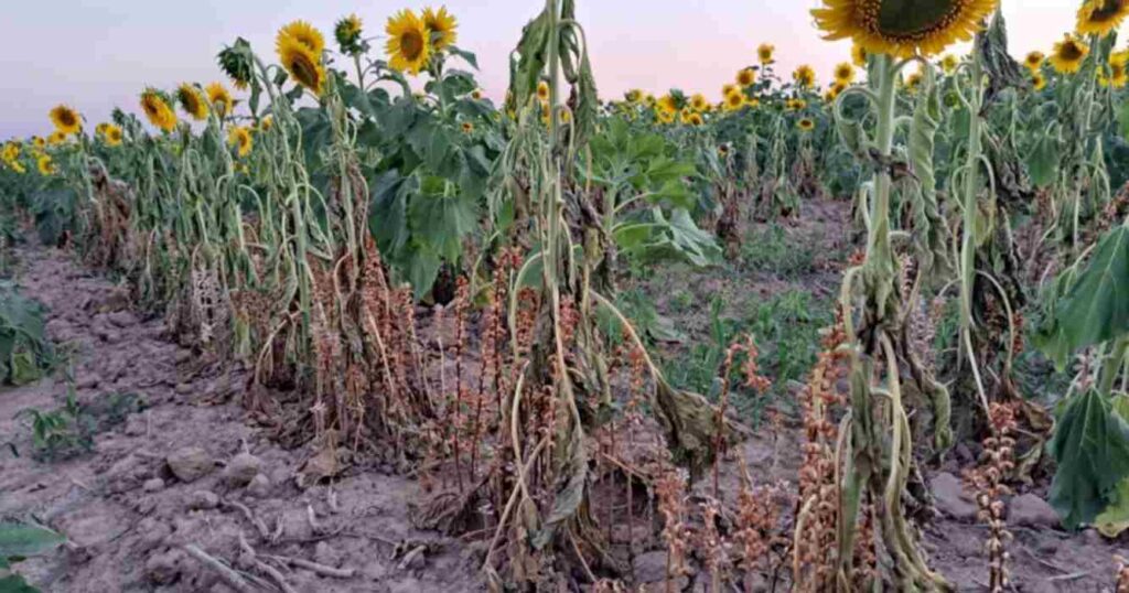 Girasol, alerta sanitaria, plaga