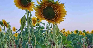 Girasol, alerta sanitaria, plaga