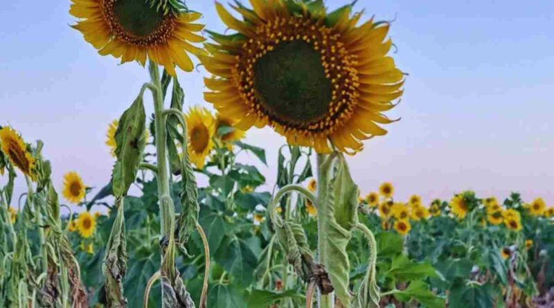 Girasol, alerta sanitaria, plaga