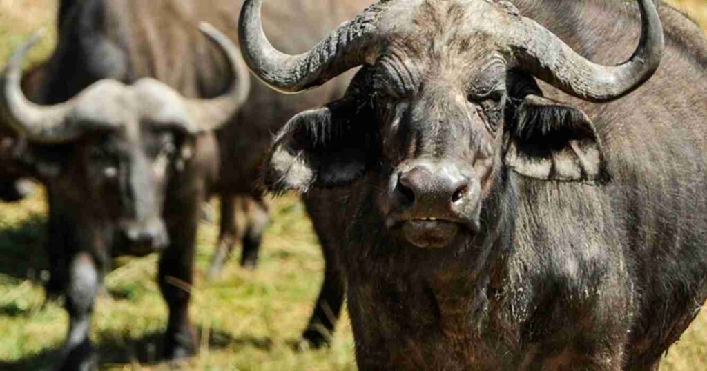 Búfalo, INTA, Búfalo, argentino, búfalos, Argentina