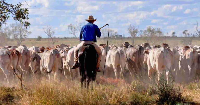 Ganadería, Davenport Downs