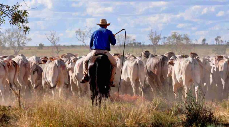 Ganadería, Davenport Downs