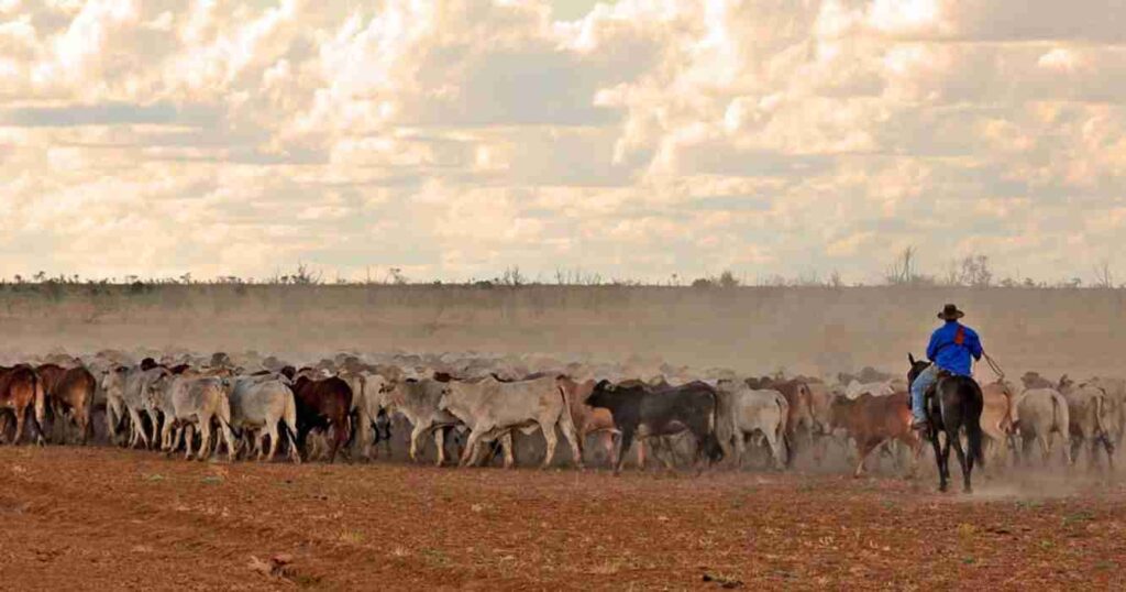 Ganadería, Davenport Downs