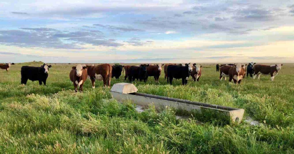 Ganadería, Davenport Downs