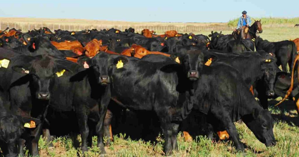 Ganadería, vaquillonas, faena, exportaciones, carne vacuna