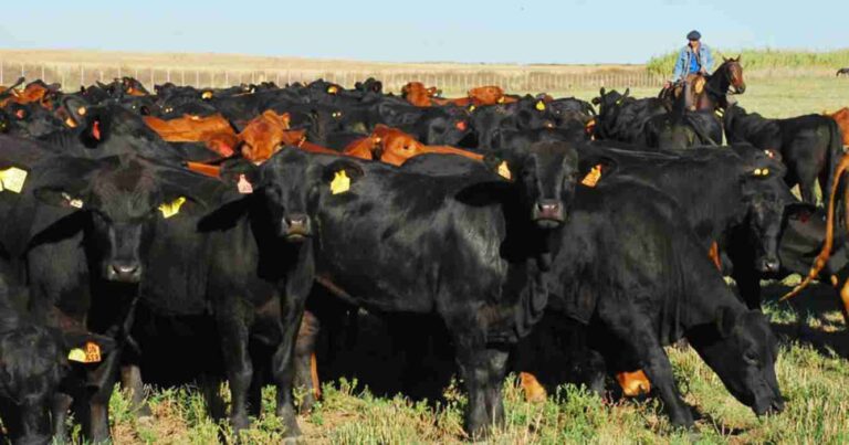 Ganadería, vaquillonas, faena