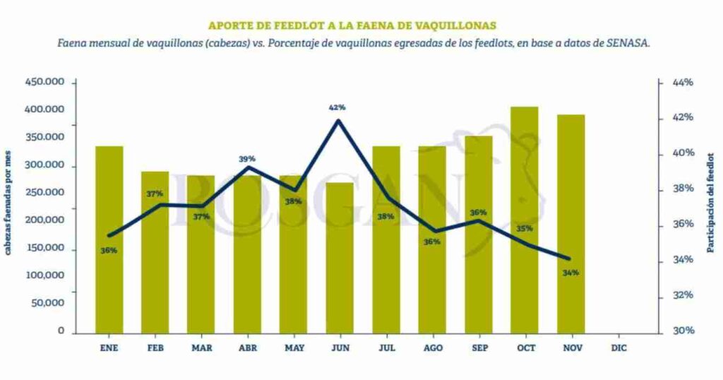 Ganadería, vaquillonas, faena, TERNEROS