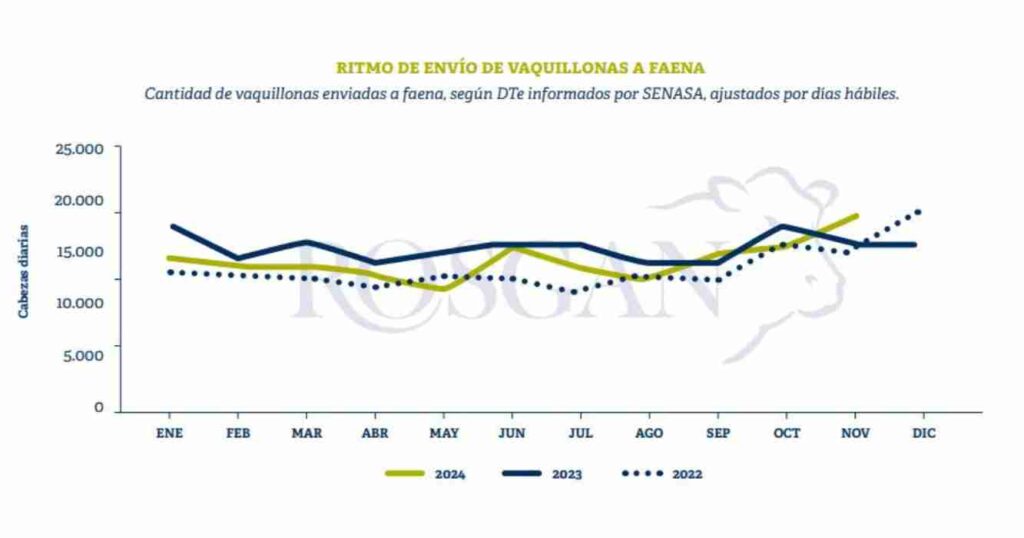 Ganadería, vaquillonas, faena