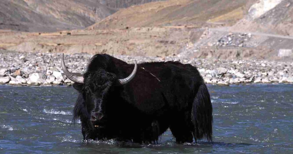 Yak, raza, ganadería