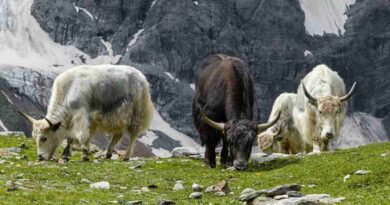 Yak, raza, ganadería