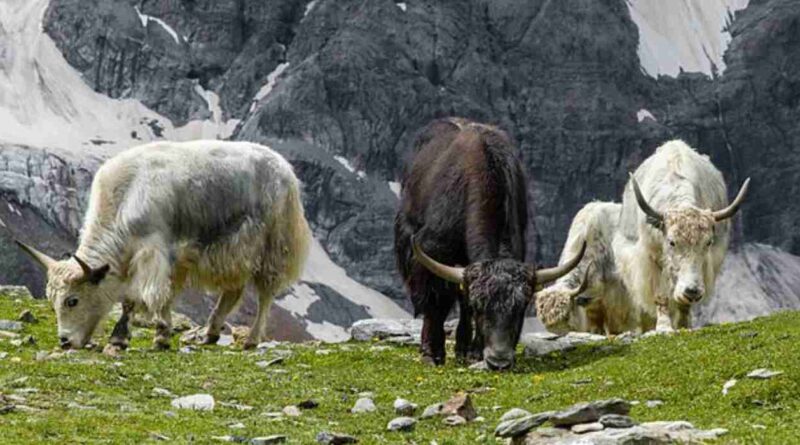 Yak, raza, ganadería