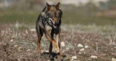 Lobos, Unión Europea