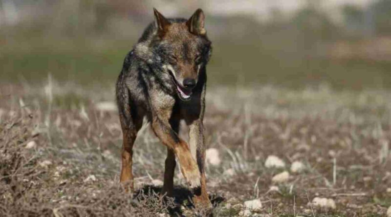 Lobos, Unión Europea