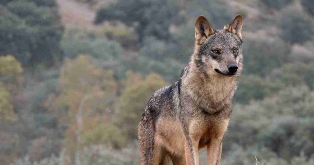 Lobos, Unión Europea