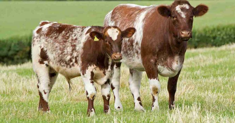 shorthorn, raza, ganadería