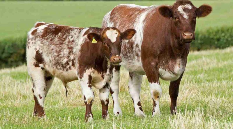 shorthorn, raza, ganadería