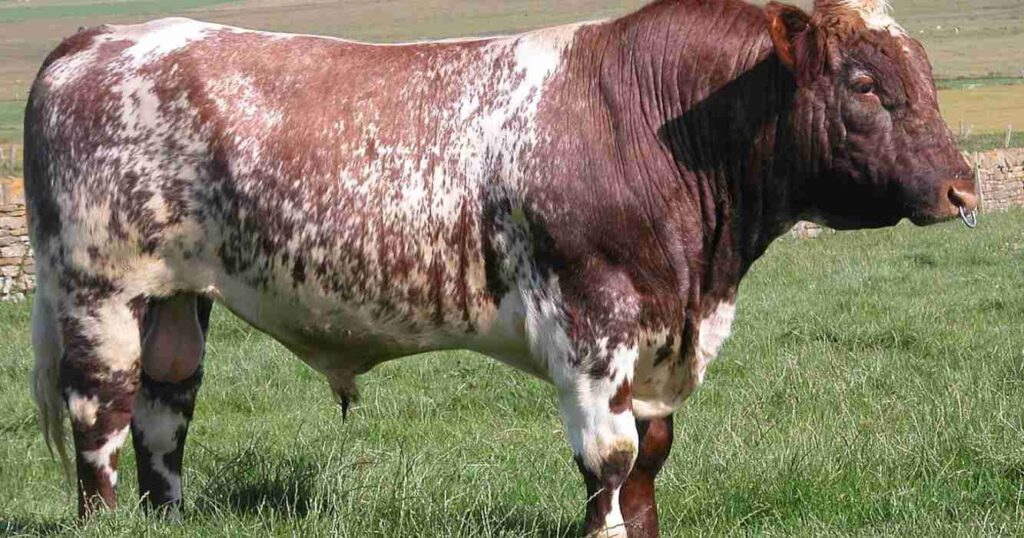 shorthorn, raza, ganadería