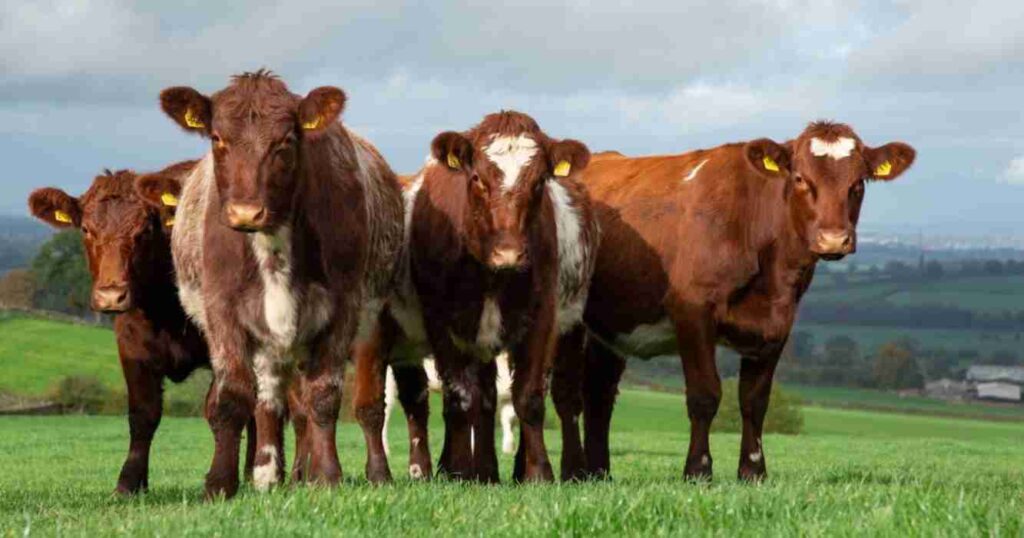 shorthorn, raza, ganadería