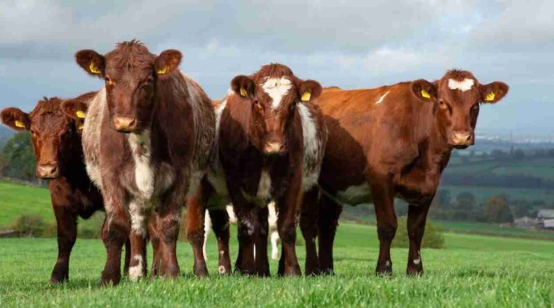 shorthorn, raza, ganadería, Ganadería, tuberculosis, cambio climático