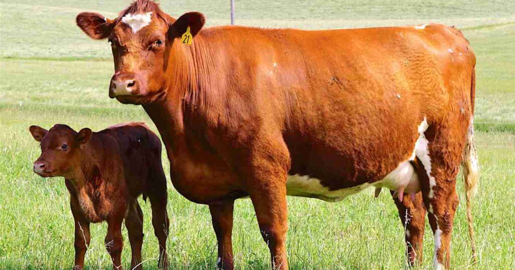 shorthorn, raza, ganadería