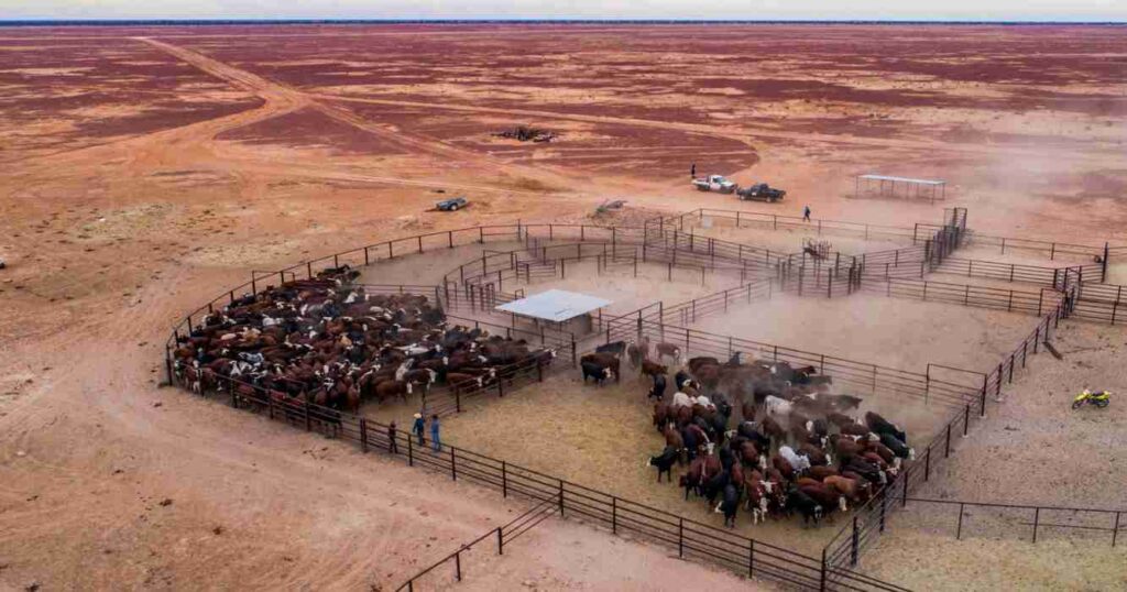 Clifton Hills, ganadería, Australia