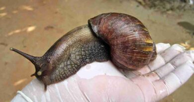 Caracol Gigante, africano, Misiones