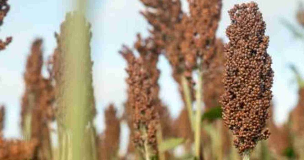 sorgo, fortia