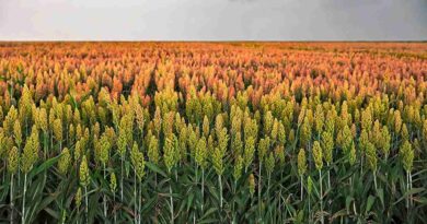 sorgo, fortia