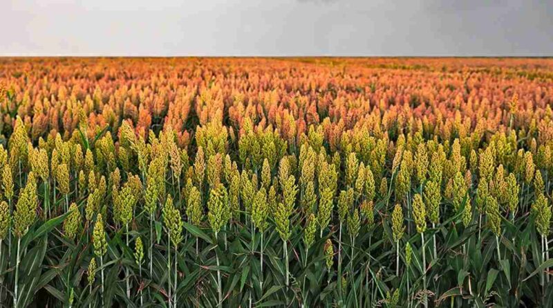 sorgo, fortia