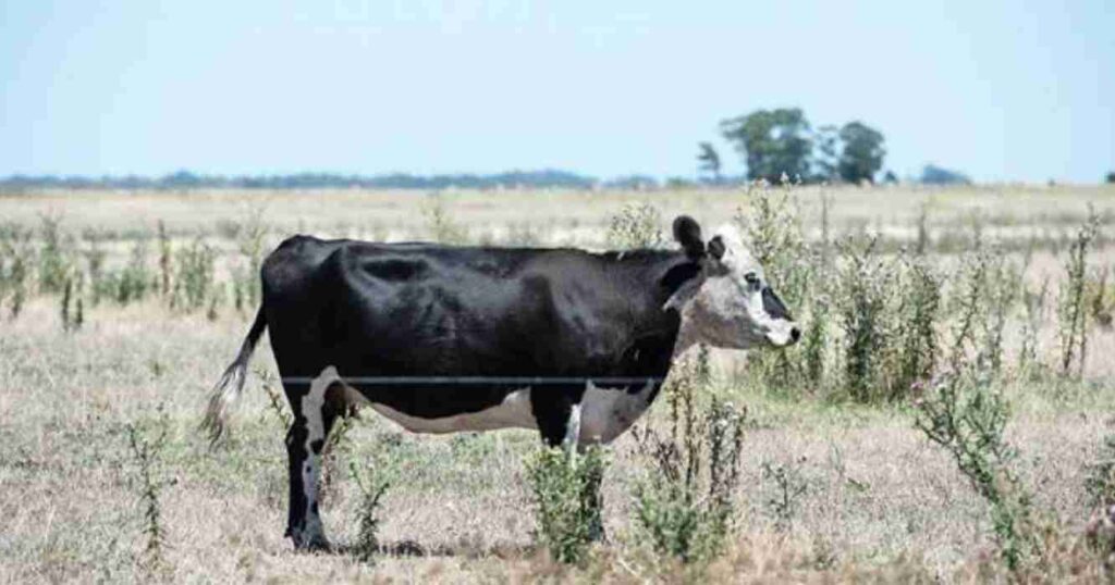 Ganadería, estrés calórico, altas temperaturas, veranos