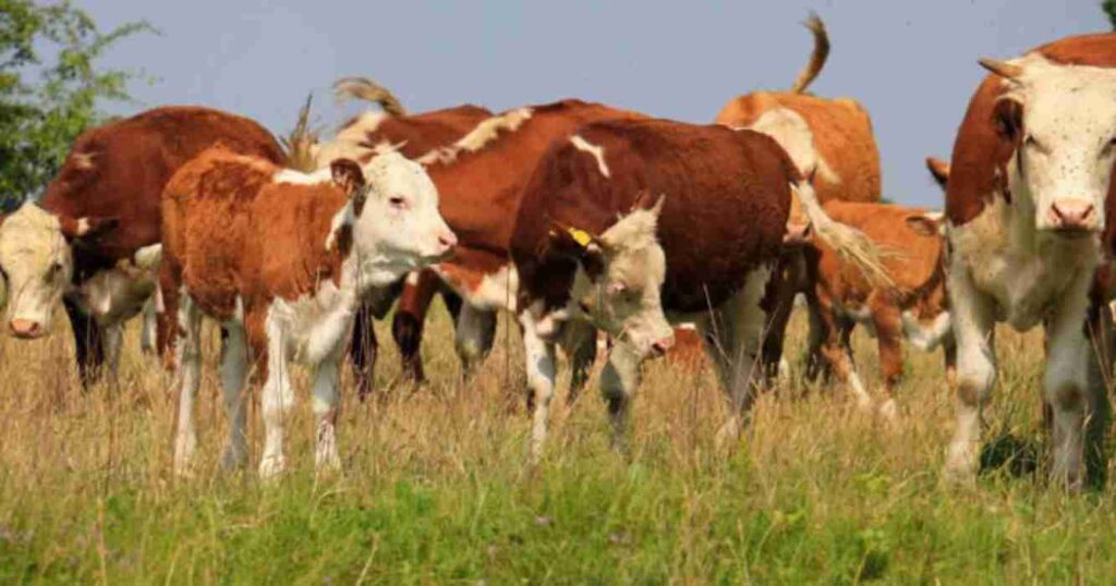 Impuesto PAIS, campo, Ganadería, estrés calórico, altas temperaturas, veranos