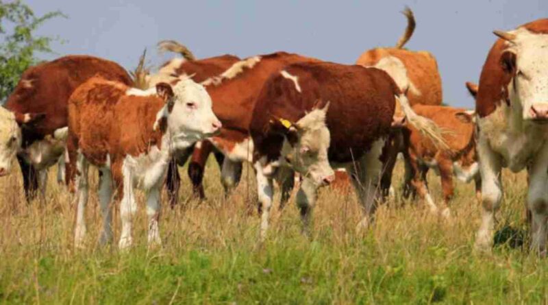 Impuesto PAIS, campo, Ganadería, estrés calórico, altas temperaturas, veranos