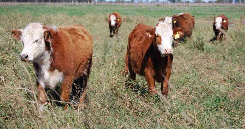 Ganadería, estrés calórico, altas temperaturas, veranos