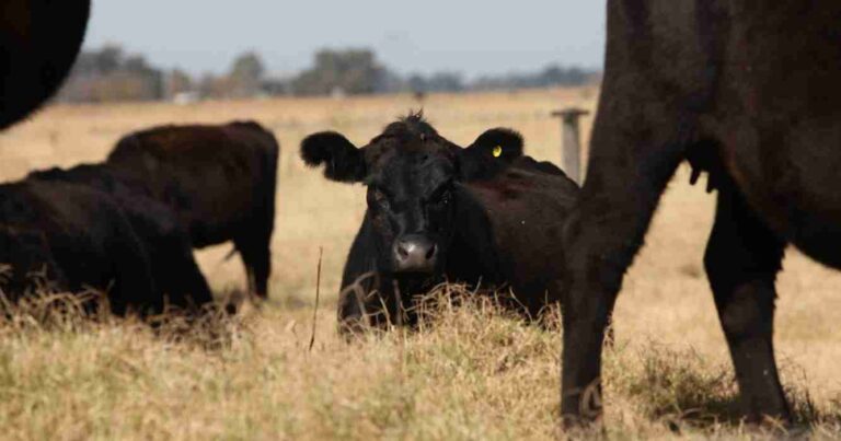 Ganadería, estrés calórico, altas temperaturas, veranos