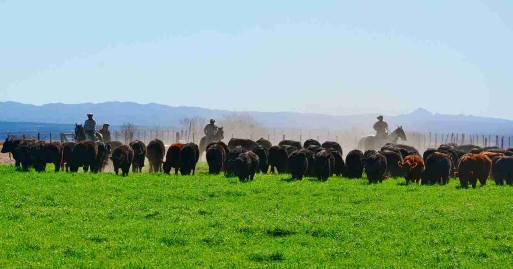 Ganadería, Ser Beef, economía