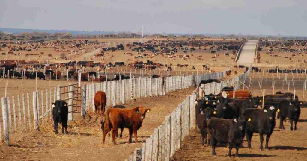 Ganadería, Ser Beef