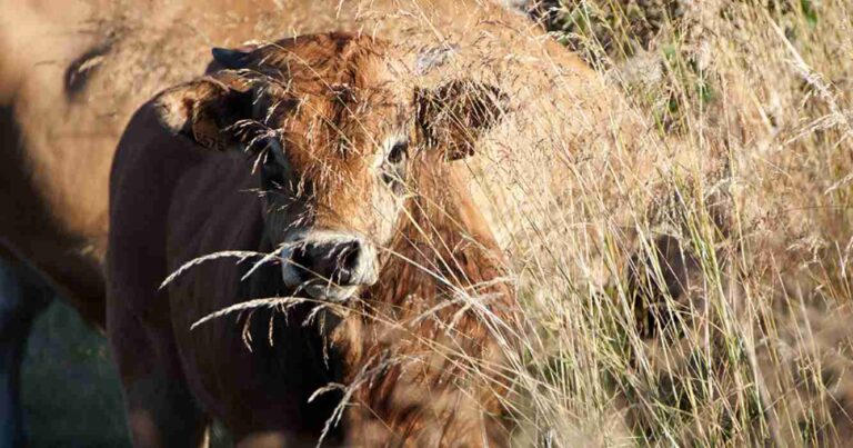 Aubrac, ganadería