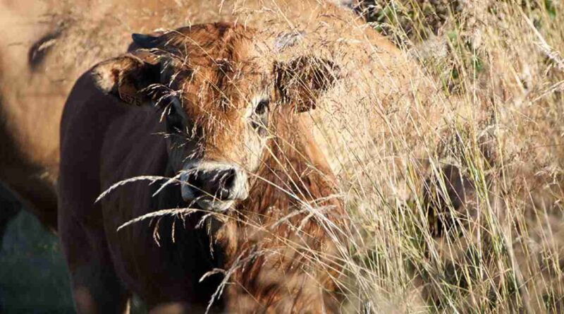 Aubrac, ganadería