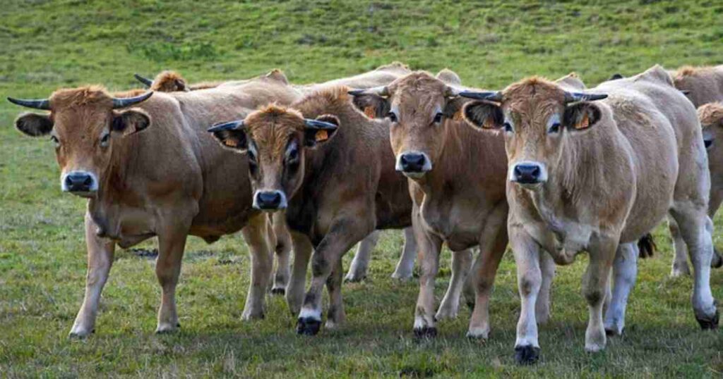 Aubrac, ganadería